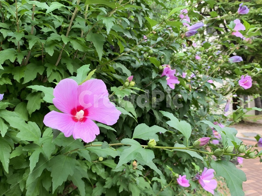 plant,꽃,flower,무궁화,mugunghwa,koreaflower,한국꽃