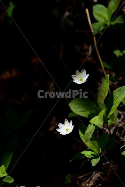 참기생꽃,야생화,꽃,식물,자연,생태,플라워,flower,plants,nature,식물,자연,plants,nature,꽃,flower