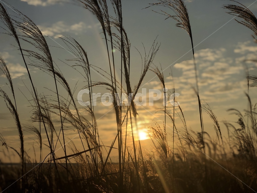 grass,잔디,plant,식물,nature,자연,outdoors,옥외,하늘,가을,가을하늘,갈대,갈대밭,sky,autumn