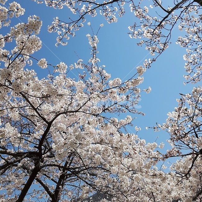 벚꽃,벚꽃나무,하늘,봄,꽃