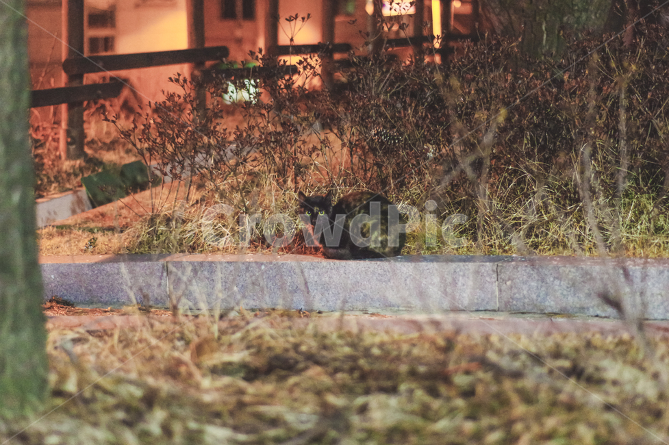 고양이,길고양이,야옹이,길냥이,kitty,야생동물,감성,반려동물,생명,cat,길,street,동물,animal,포유류,mammal,고양이,cat,kitten,kitty