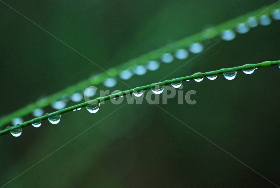 이슬,물방울,풀잎이슬,투명,빗방울,봄비,dew,water,맺히다,방울방울,plant,green,초록,싱그러운,신선한,맑은,아침이슬,해맑은,빗물,초본,영롱한,접사,마크로,클로즈업,봄,계절,spring,season,식물,자연,plants,nature,droplet,작은 물방울