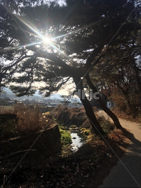 마을,나무,햇빛,풍경,길