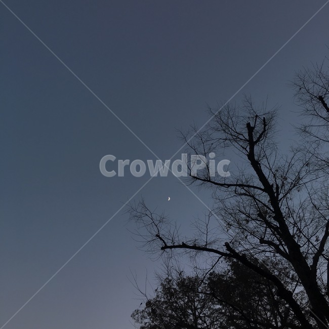 nature,저녁,자연,달,moon,나무,tree,감성사진,감성,풍경,겨울,야경,자연,풍경,nature,landscape