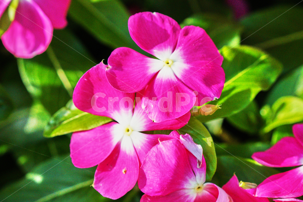꽃,자연,식물,감성사진,여름,분홍,식물,자연,plants,nature,꽃,flower