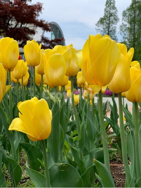 튤립,꽃,봄,꽃축제,축제,flower,tulip,spring,yellow,red