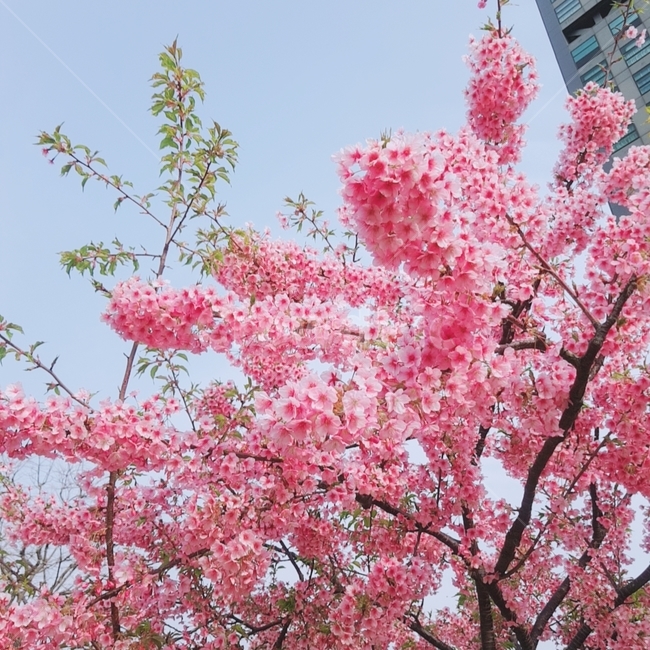 벚꽃,핑크,벚꽃나무,분홍,봄