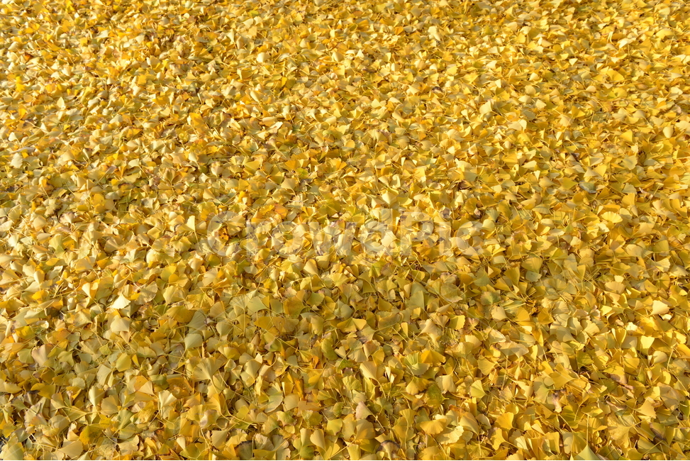 은행잎,바닥,노란색,가을,계절,가을,계절,fall,autumn,season
