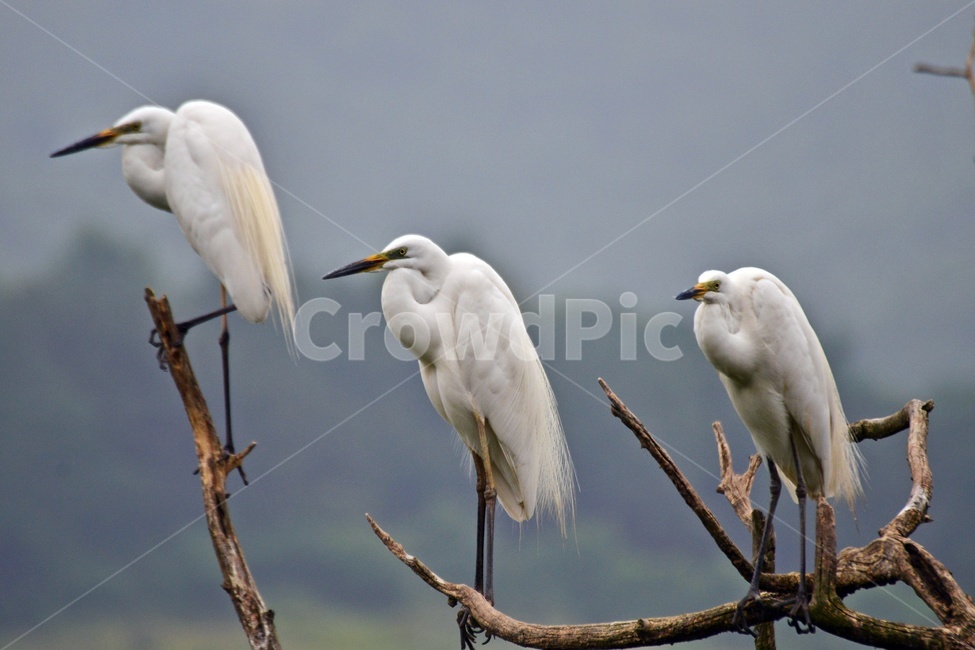 전북,임실,백로,싸움,사랑,두마리,bird,새,animal,동물,waterfowl,물새,ardeidae,heron,헤론,egre,t백로,왜가리,동물,animal,조류,새,birds