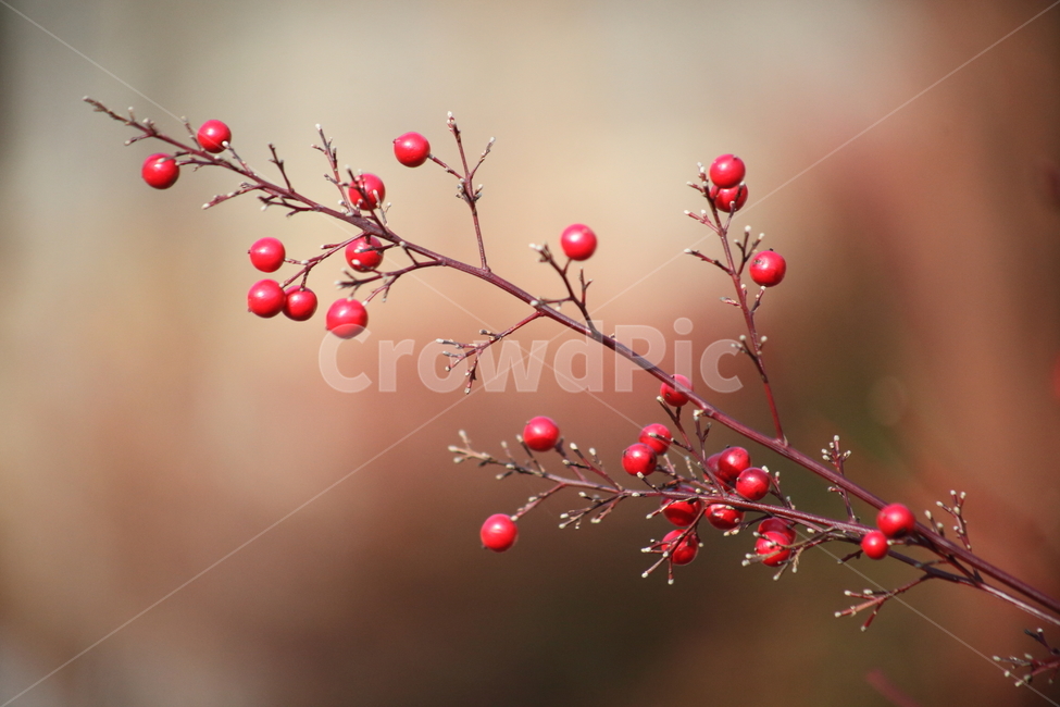 plant,식물,남천,열매,nandina