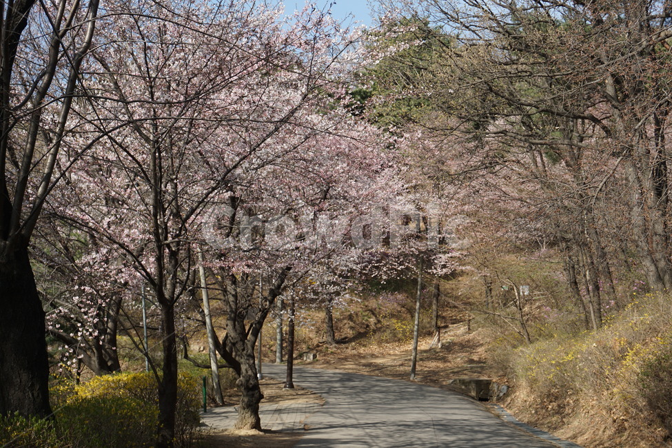 꽃,봄,개나리,식물,벚꽃,봄,계절,spring,season,plant,flower,blossom