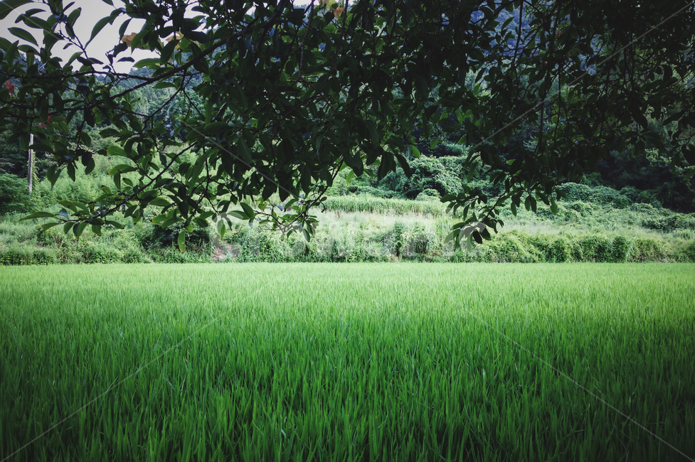 자연,풍견,잔디,plant,lawn