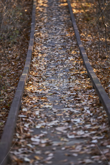 길,나무데크,낙엽길,늦가을,가울풍경,road,산책,가을,계절,fall,autumn,season