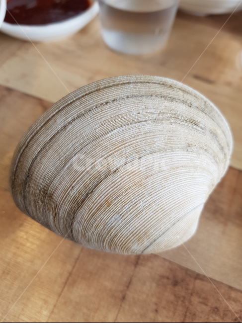 백합조개,왕조개,조개,해산물,백합