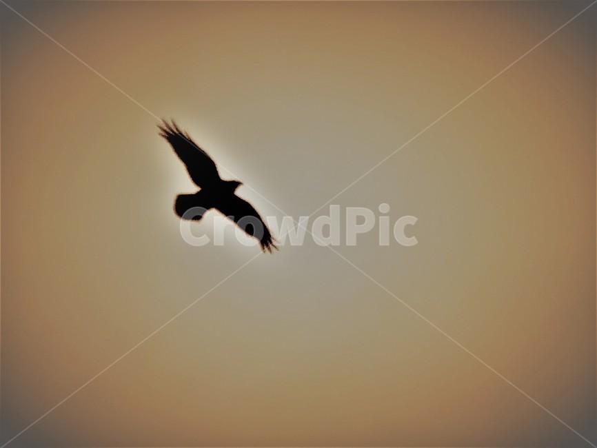 bird,새,비상,이카루스,icarus,독수리,eagles,동물,animal,조류,새,birds