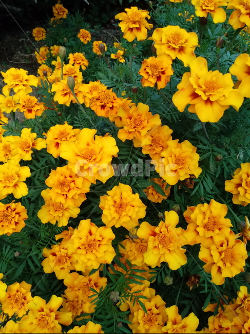 plant,flower,식물,꽃,blossom,금잔화,메리골드,식물,자연,plants,nature,꽃,flower