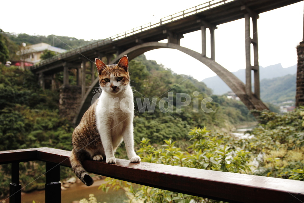 cat,고양이,mammal,포유류,animal,동물,동물,animal,포유류,mammal,고양이,cat,kitten,kitty