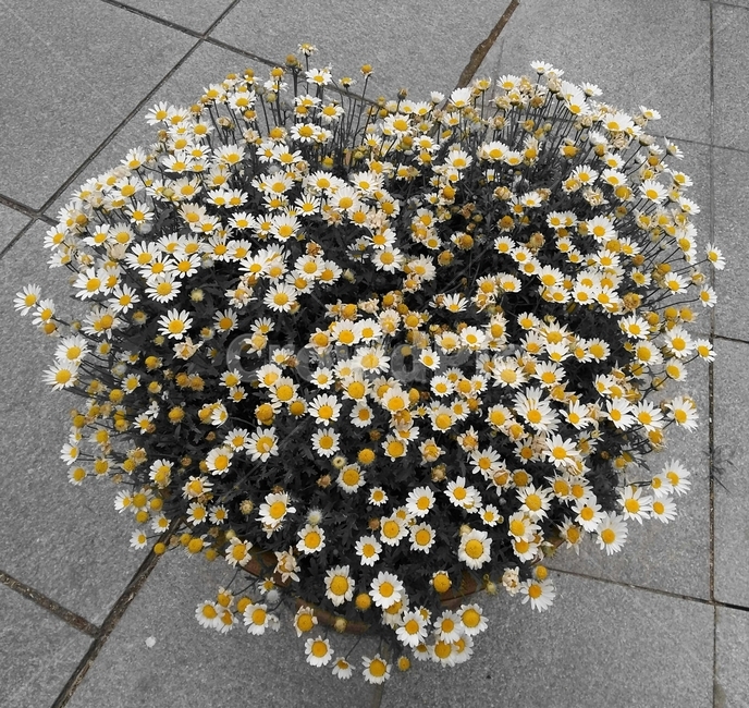 꽃,하트모양,하트,국화,국화꽃,가을,길,바닥,풀,사랑