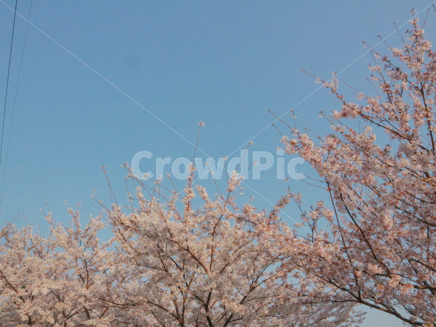 벚꽃,봄,자연,풍경,바탕화면,배경화면,노트북배경화면,하늘,꽃,spring,landscape,wallpaper,nature,season,cherryblossom,sky,plants,봄,계절,spring,season,plant,식물