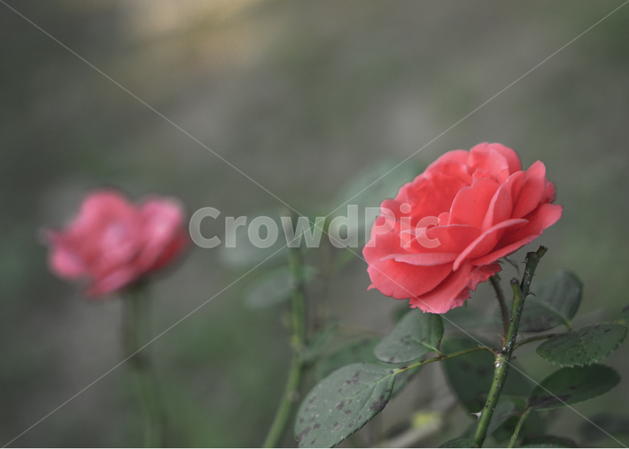 장미,꽃,장미꽃,가시,식물,화초,식물,자연,plants,nature,꽃,flower