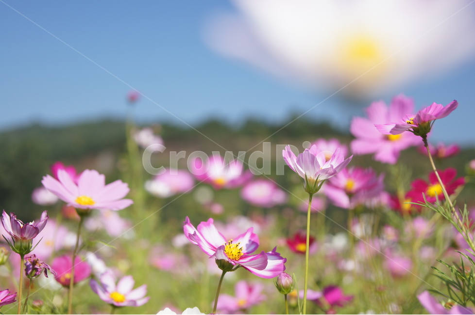코스모스,꽃,가을,식물,flower,cosmos,가을,계절,fall,autumn,season,식물,자연,plants,nature,꽃,flower,geranium,제라늄,plant,blossom,petal,꽃잎