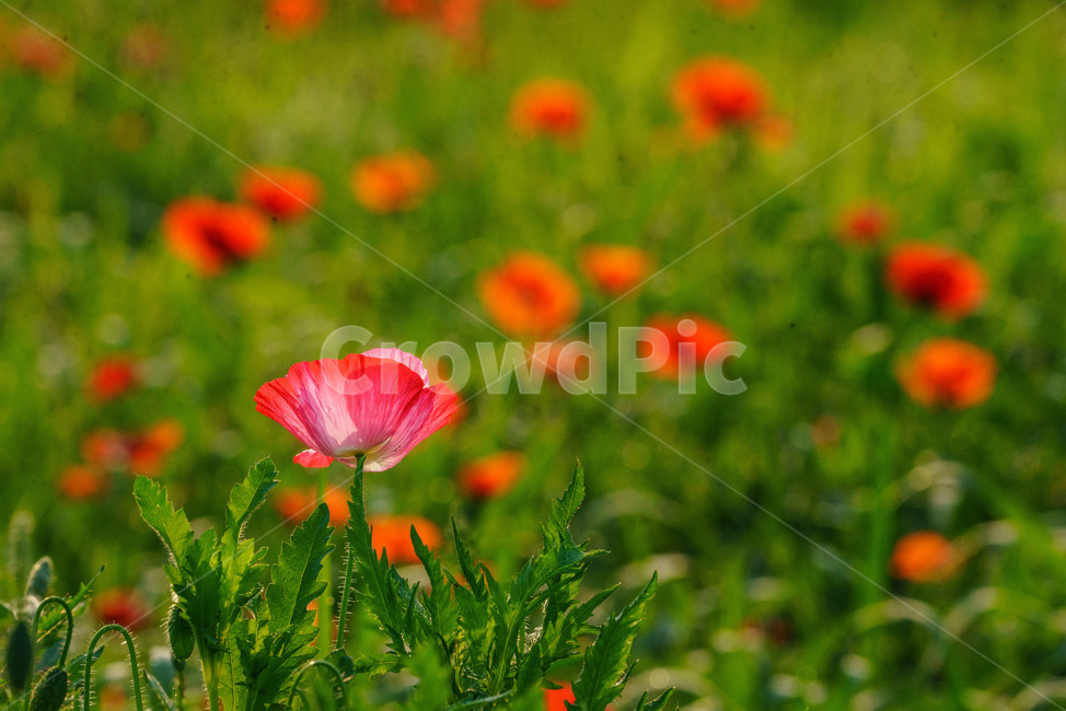 꽃,양귀비,양귀비꽃,자연,식물,flower,poppyblossom,plants,식물,자연,plants,nature,꽃,flower