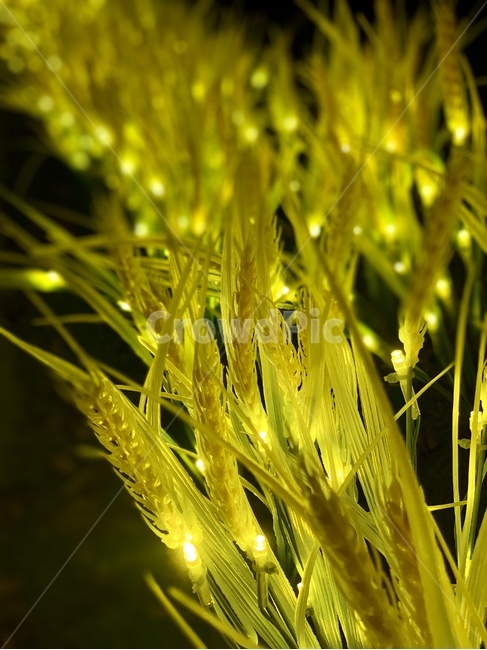 벼,가을,길거리,조명,감성,노란색,노란조명,전구,잔디,인공잔디,grass,plant,yellow,light,식물