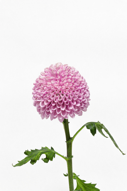 dahlia,달리아,plant,식물,blossom,꽃,flower,꽃,flower