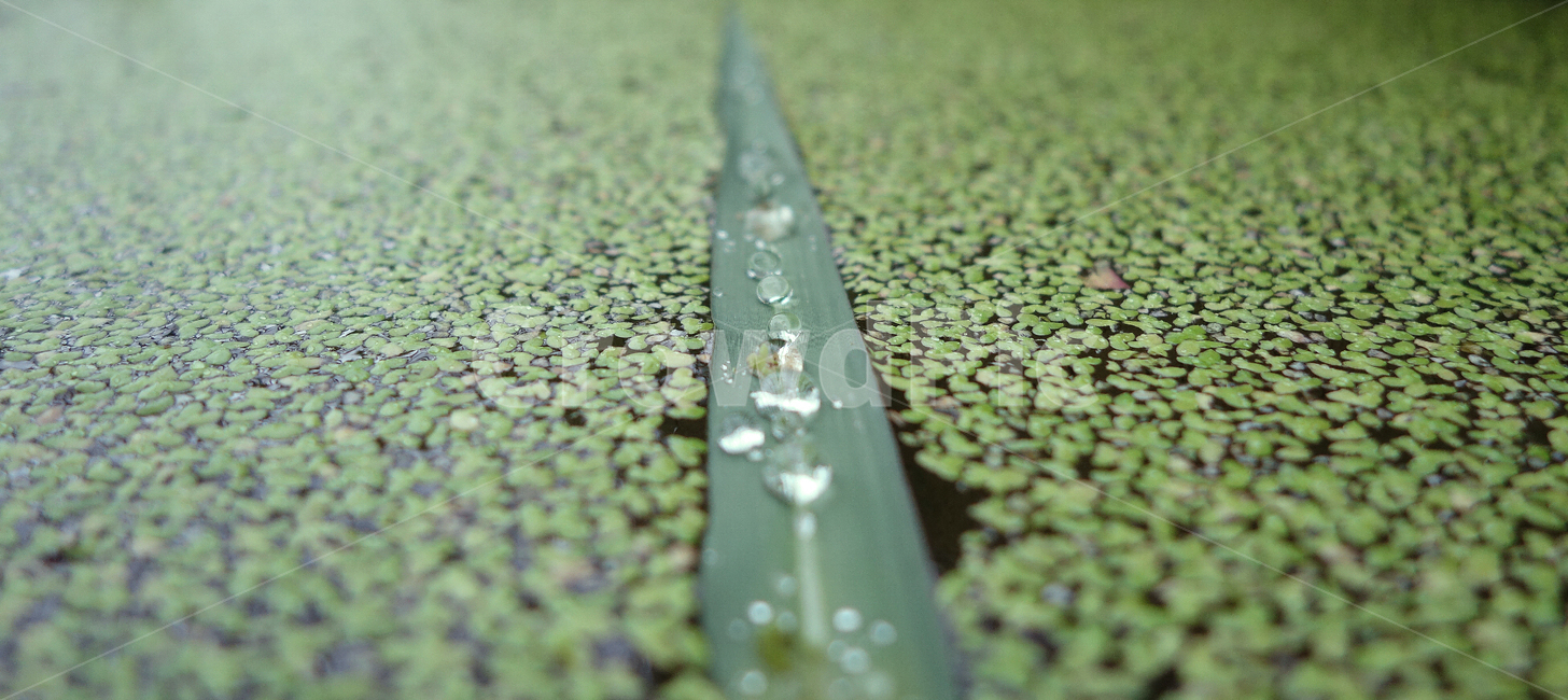 물방울,개구리밥,식물,녹색,풀,식물,자연,plants,nature