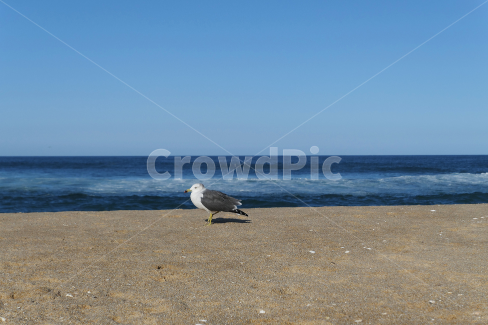 animal,동물,bird,새,seagull,갈매기,sea,sky,하늘,물,water,해안선,바다,자연,nature,옥외,ocean,해변,바다,beach,sea,동물,animal,조류,새,birds