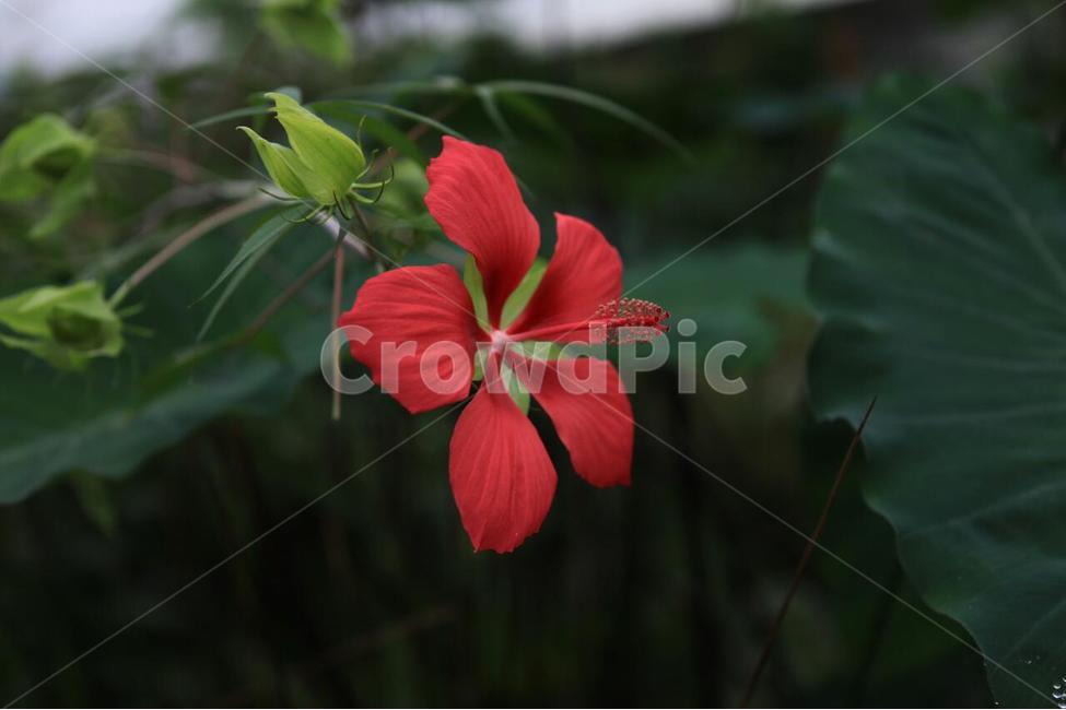 식물,꽃,식물원,화초,자연,식물,자연,plants,nature,꽃,flower
