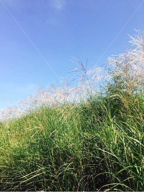 자연,식물,nature,갈대,억새,억새풀,식물,자연,plants,nature