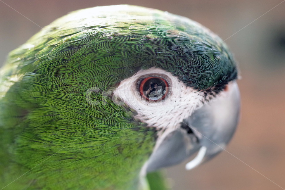 앵무새,봄,동물,조류,한스마카우,퀘이커,PARROT,MACAW,QUAKER,SPRING,동물,animal,조류,새,birds