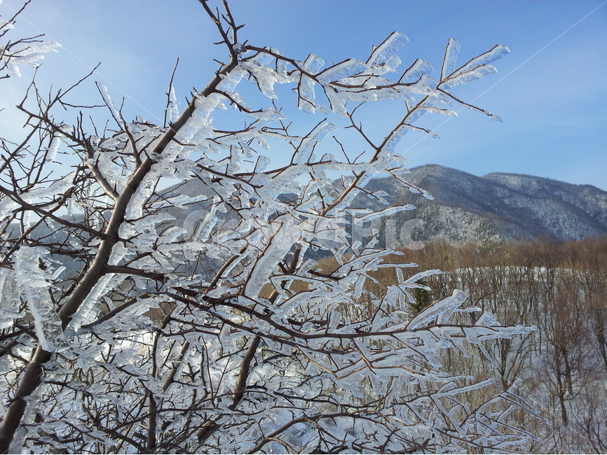 오대산,설경,상고대,겨울,눈,국립공원,겨울,계절,winter,season,자연,풍경,nature,landscape,한국자연풍경,한국자연경관,korea nature landscape,식물,plants,나무,trees,wood,ice,빙,outdoors,옥외