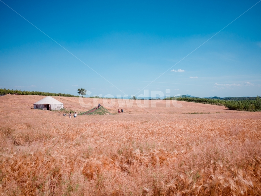풍경,자연,스냅,하늘,가을,가을,계절,fall,autumn,season,자연,풍경,nature,landscape,outdoors,옥외,field,들,plant,식물