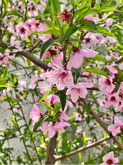 plant,식물,찔레꽃,꽃,자연,nature,봄,spring,tree