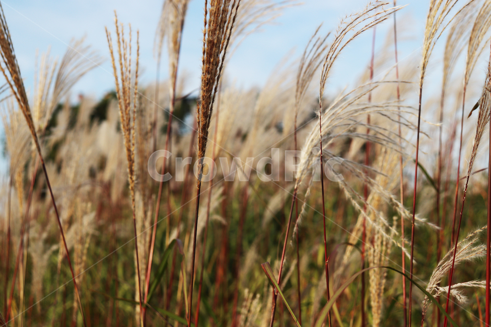 가을,배경,억새,갈대,길,잔디,grass,reed,background,식물,plant,곡물