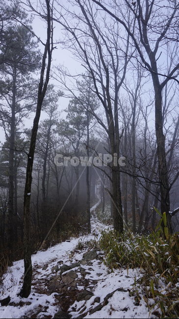 나무,숲,산,안개,겨울,눈,겨울,계절,winter,season,자연,풍경,nature,landscape