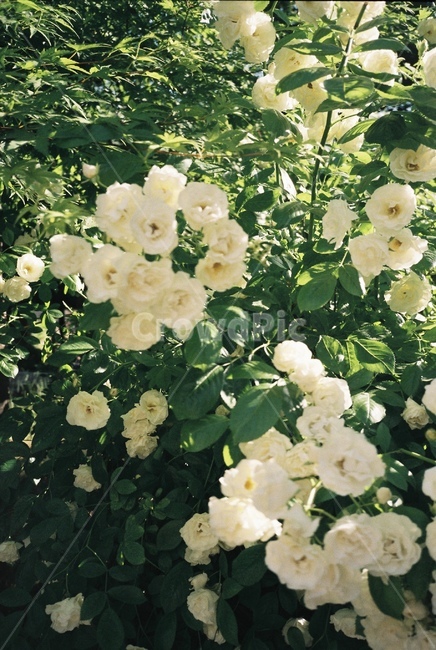 자연,감성,감성사진,장미,장미꽃,꽃,필름,필름카메라,필름사진,film,filmcamera,nature,rose,flower,plant,sensible,color,colorsensitivity,emotional,feeling