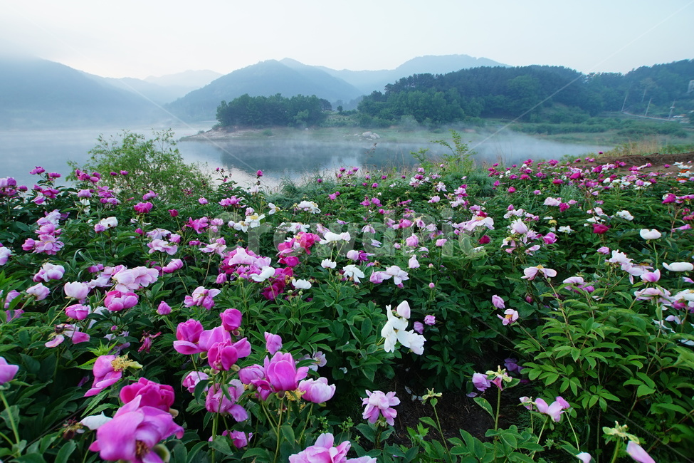 작약,대청호,꽃,대전관광,풍경,자연,풍경,nature,landscape,blossom,geranium,제라늄,flower,plant,식물