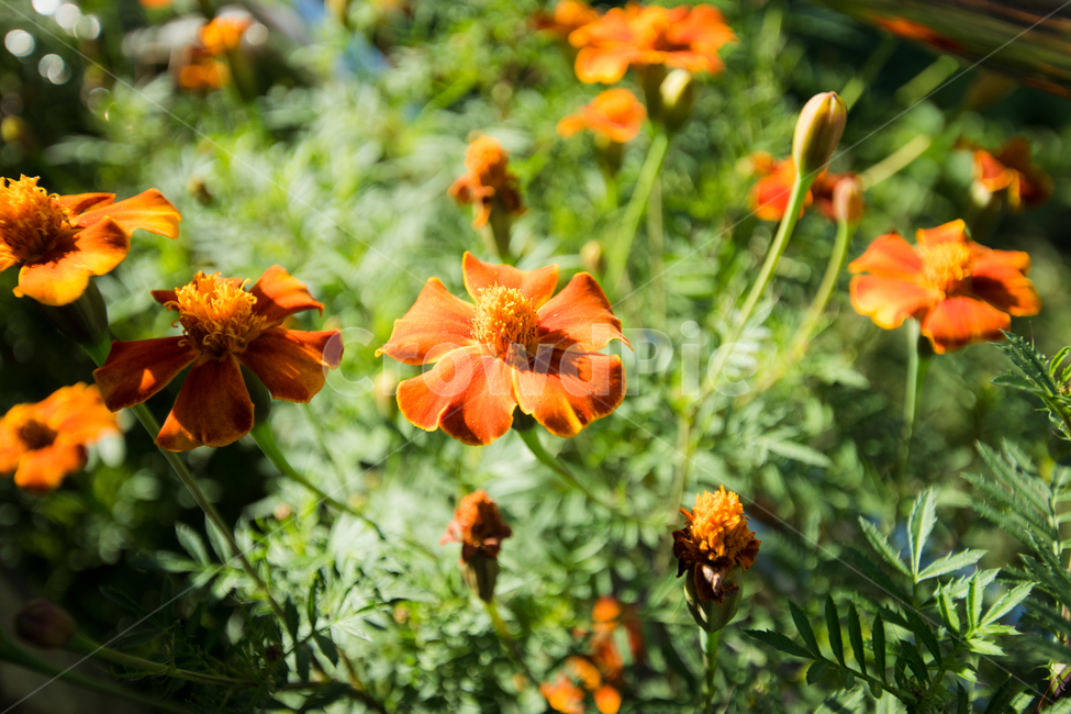 꽃,근접촬영,식물,자연,야생화,plant,flower,식물,자연,plants,nature,꽃,flower