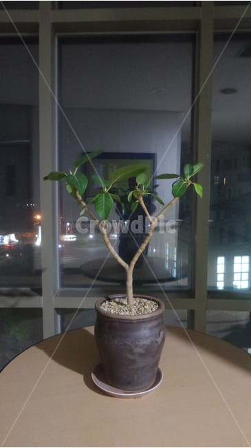 고무나무,뽕나무과,녹색잎,대극과,공기정화식물,관상용,식물,자연,plants,nature,실내용화초,화분,화초,house plant,인테리어,실내디자인,interior design