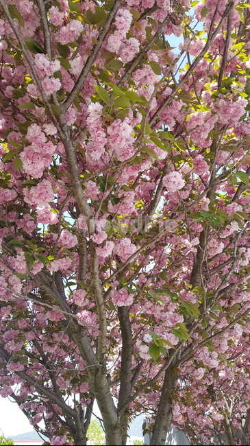 벚꽃,꽃,blossom,식물,cherryblossom,식물,자연,plants,nature,꽃,flower