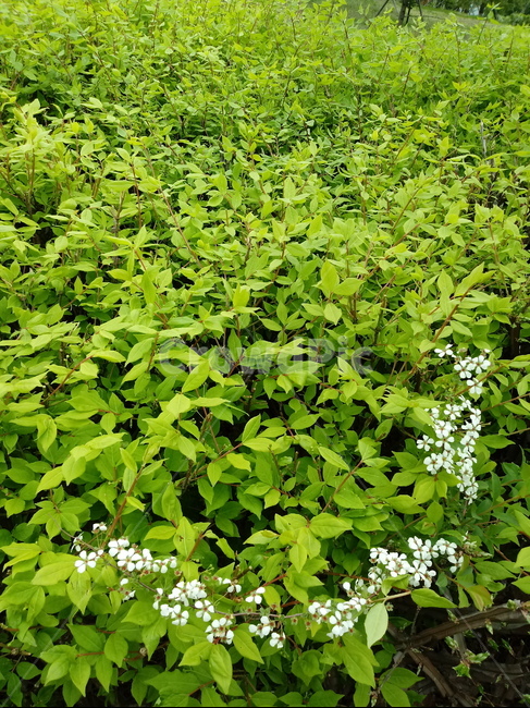 green leaves,arrow tree,spirea tree,plant,For landscaping,Comradeinarms,oak tree,Nowak vine and,red leaf tree,deciduous broadleaved shrub