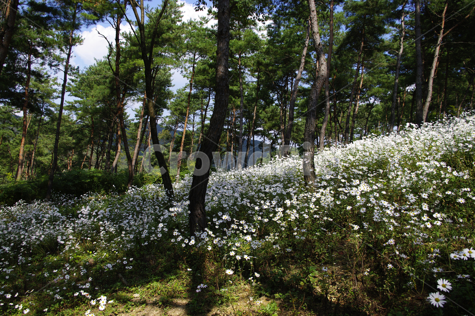 나무,숲,구절초,꽃,풍경,식물,flower,tree,plant