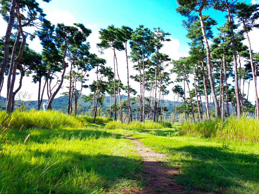 소나무,공원,초록,잔디,하늘,풍경,자연,풍경,nature,landscape,outdoors,옥외,grassland,목초지,field,들