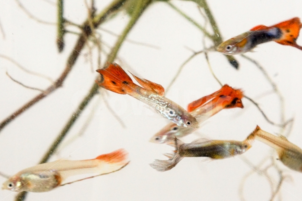물고기,동물,구피,어항,수조,물,동물,animal,어류,물고기,fish
