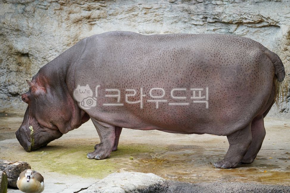 하마,동물,동물원,animal,hippo