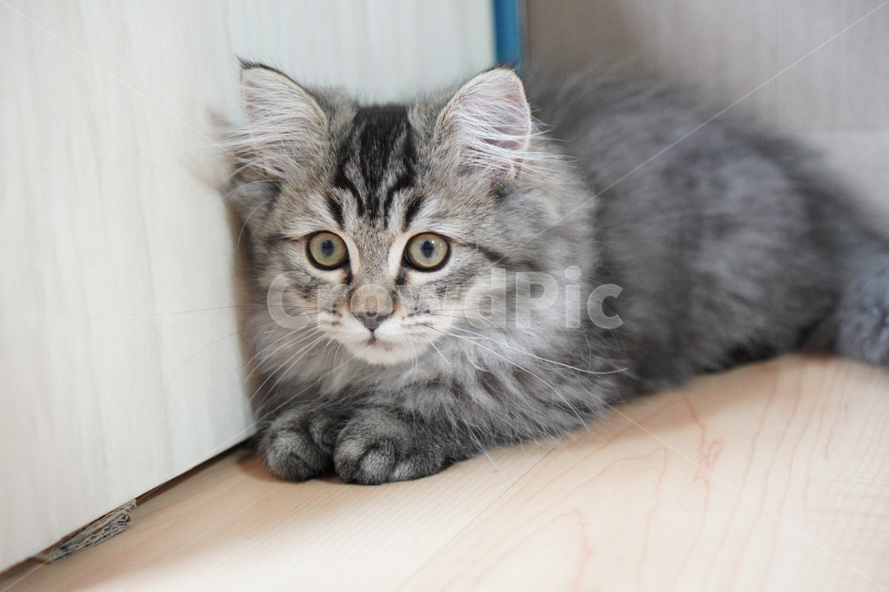 고양이,아기고양이,어린고양이,페르시안고양이,냥이,반려묘,동물,animal,포유류,mammal,고양이,cat,kitten,kitty