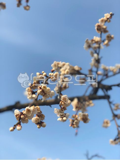 white flower,blossom,tree,flower,white plum blossom,plant,plum blossom,plumblossom